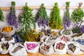 plantas para preparar infusiones